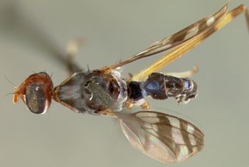 Media type: image;   Entomology 13327 Aspect: habitus dorsal view